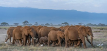 Kenia: Tod von 15 Elefanten in Amboseli-Nationalpark gibt Rätsel auf