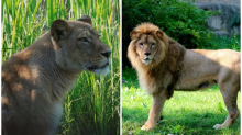 TUGA Lav ubio lavicu u ZOO vrtu u Zagrebu! Stigli su nedavno