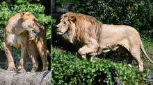 UŽAS U ZOO-U ZAGREB Lav pred posjetiteljima usmrtio lavicu Tayri: 'Sve se odvilo u trenutku'