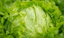 Gomilaju se problemi: Salata im je poskupjela, a uzrokuje i neugodnu zarazu