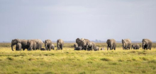 Kenia: 15 Elefanten an Cyanid-Vergiftung gestorben - Spur führt zu Tomaten