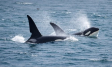 Orke su gospodari oceana, ali jedna ih životinja tjera u bijeg