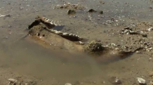 VIDEO Senzacija u Bugarskoj: U Dunavu našli ostatke mamuta