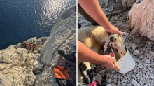 FOTO Vatrogasci barkom stigli do litice na Krku i spasili ovcu: 'Zahtjevan teren na +30 °C'