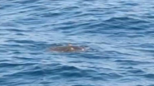 VIDEO Unutar kupališta Lido u Opatiji snimio glavatu želvu: 'Bila je duga oko jedan metar'