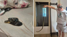 FOTO Šok kraj Novske!  'U našem krevetu sam našla zmijurinu'
