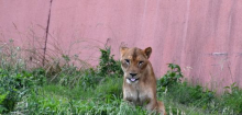 Japan: Drei Löwen sterben im Zoo von Tokio vermutlich an Hitzschlag