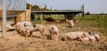 Tierwohl: Supermärkte halten ihre Versprechen kaum einhalten – wie sich das ändern ließe