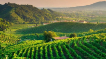 Serena Wines, il debutto di Audace segna il salto di qualità