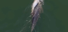 Australien: Delfin-Mutter trägt totes Kalb durch den Ozean