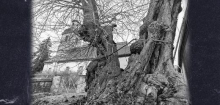 Großpörthen in Sachsen-Anhalt: Diente eine Winterlinde hier einst als Folterplatz?
