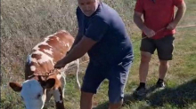 VIDEO Nakon devet dana, spasili su tele koje je cijelo vrijeme bilo uz uginulu majku
