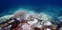 Australien: Korallen am Great Barrier Reef erholen sich nach Abkühlung