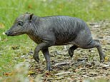 UK zoo welcomes rare baby animal that faces extinction... but do YOU know what it is?
