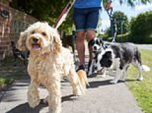 Dog leads longer than two metres are banned in France, with owners facing £130 fines