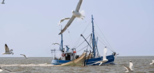Nordsee: Bund fördert Aufgabe von 19 Fischereibetrieben mit Millionenbetrag