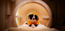 Hunde: Wie gut sie menschliche Gefühle wirklich unterscheiden