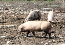 MERE DAJU REZULTATE: Situacija s afričkom kugom svinja u Loznici stabilna