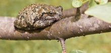 Frösche: Laubfrosch-Weibchen sind bei Partnerwahl überfordert
