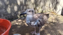 Veterinarka primijetila da nešto nije u redu s galebom. Nećete vjerovati što je progutao