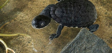 Zoo Gelsenkirchen: Nachwuchs bei seltenen McCords Schlangenhalsschildkröten