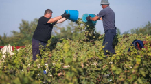 Berbe grožđa sve su ranije, evo što na to kažu vinari: 'Bolesti su se sada smanjile, ali ipak...'