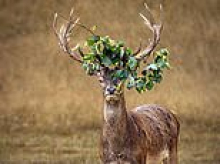 Oh deer! Stag gets leaves entangled in its antlers