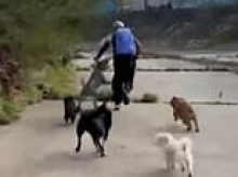 Boy, 13, arrested after pack of dogs chased off stranger who allegedly tried to sexually assault two women
