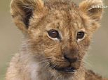 CHRISTOPHER STEVENS' five-star review of Lion: Africa as only the lions have seen it before - and it's utterly exhilarating
