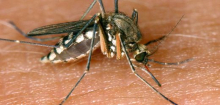 Infektionskrankheit: West-Nil-Virus aus zwölf europäischen Ländern gemeldet