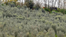 Olio e vino italiani affogano nelle giacenze: due crisi gemelle ma diverse