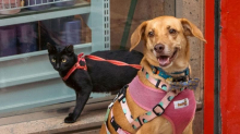 Poste Italiane assicura gli animali domestici: le nuove polizze per cani e gatti
