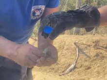 NAŠI VATROGASCI, HEROJI SA SRCEM! Iz vatrene stihije u Deliblatskoj peščari spasli bespomoćno sićušno stvorenje, snimak rastopio srca širom Srbije (VIDEO) 