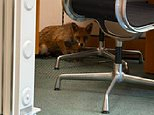 The curious incident of the fox in the night time... Shocked MP finds furry visitor nosing through papers in Commons office