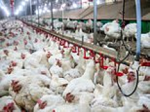 Chicken - not just eggs - now implicated in 'ongoing' salmonella outbreak: UK worst hit as deadly bug spreads to seven countries