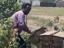 Notorious Colorado police department ignored 911 calls about man destroying community garden and bee hives... but quickly raced to scene to help HIM after he collapsed