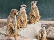 Beloved meerkats tragically die at UK wildlife park after tunnel collapses on them following heavy rainfall - with pregnant mother among dead
