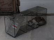 House cannot be renovated because it has been occupied by family of squatter CATS who are refusing to move out