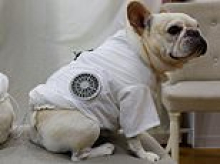 They've got HAIRcon! Pets show off their cooling jackets complete with built-in fans