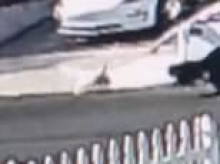 Horror as California mailman is accused of beating beloved neighborhood peacock with a ROCK after it followed him