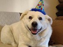 Adorable dog DIES during grooming appointment...and her handlers were given a slap on the wrist