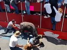Mexico's Pamplona turns into a bloodbath with two killed and 11 gored in bull-running disaster