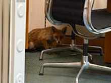The incredible skulk: Parliamentary chiefs probe mystery of how fox evaded fences, security guards and 'opened doors' to end up in MP's office