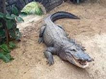 Boy, 3, who was seriously injured after being thrown 15ft into crocodile pit by disabled man returns home from hospital and now uses his feet to play following seven operations
