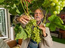 British couple grow grapes the size of 'small ping pong balls' in their conservatory during the UK's heatwaves