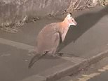 Mystery as wallaby is seen hopping around Cornish town months after shock appearance on industrial estate