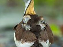 The ultimate feather bed! Sweet snap shows mother jacana bird protecting her babies