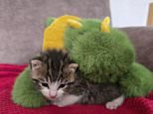 RSPCA puts out urgent call for teddies... for abandoned kittens to cuddle