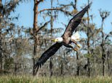 Massive cash reward offered for the capture of assassin who shot and killed a majestic bald eagle, the country's national bird featured at the center of the presidential seal