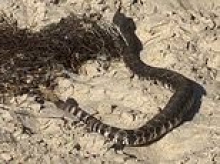 Terror as 'huge' rattlesnake is spotted swimming just off California beach where it TICKLED shocked swimmer